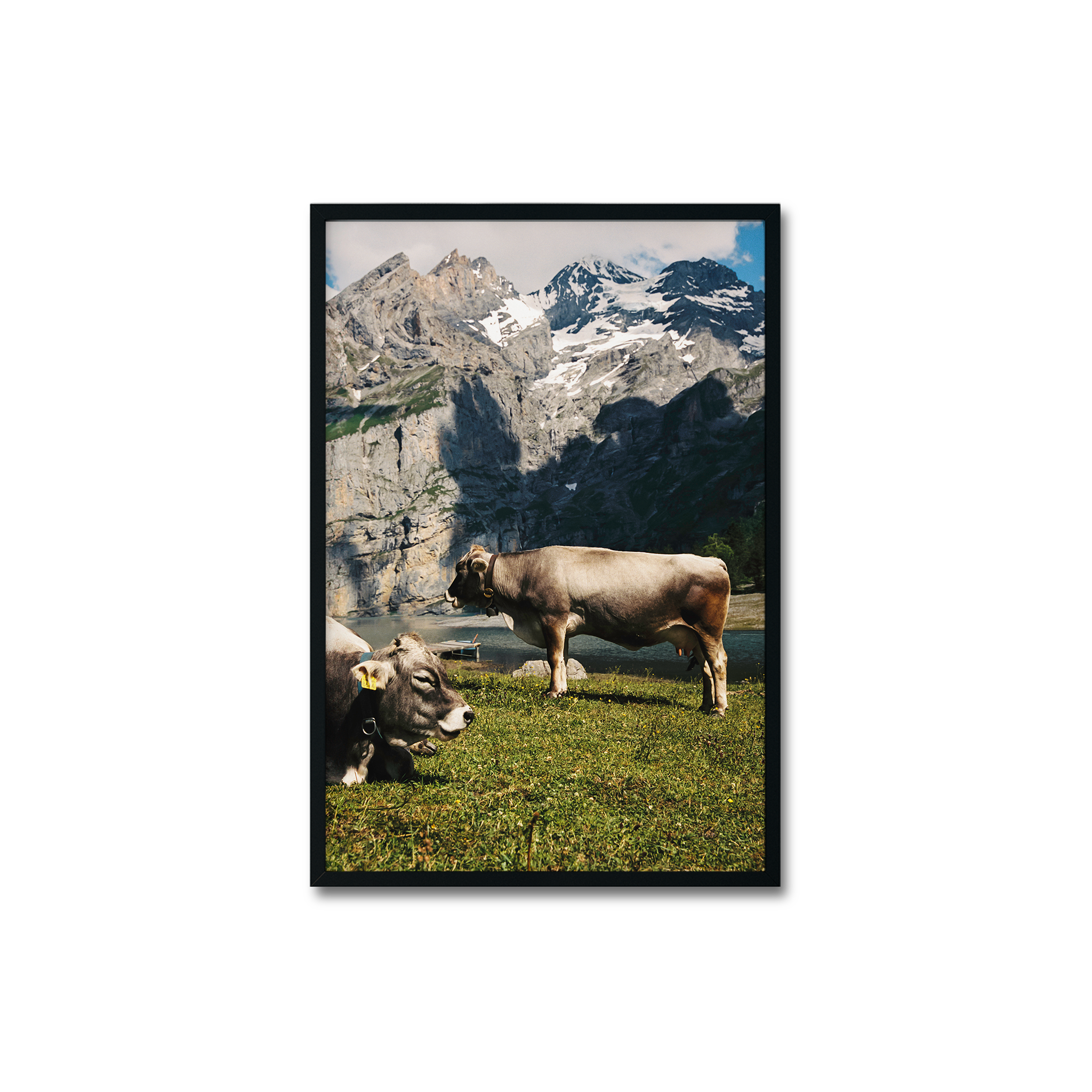 Oeschinen Cows