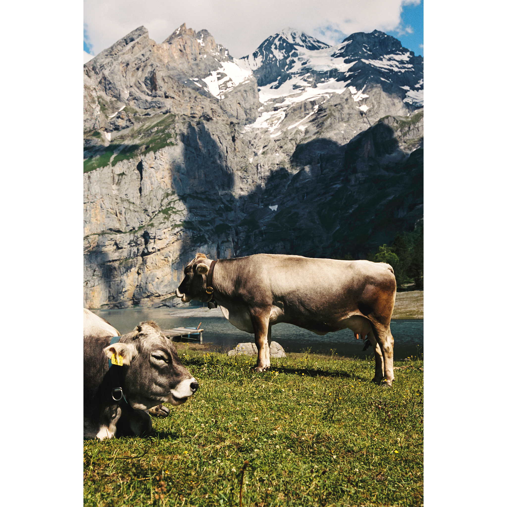 Oeschinen Cows