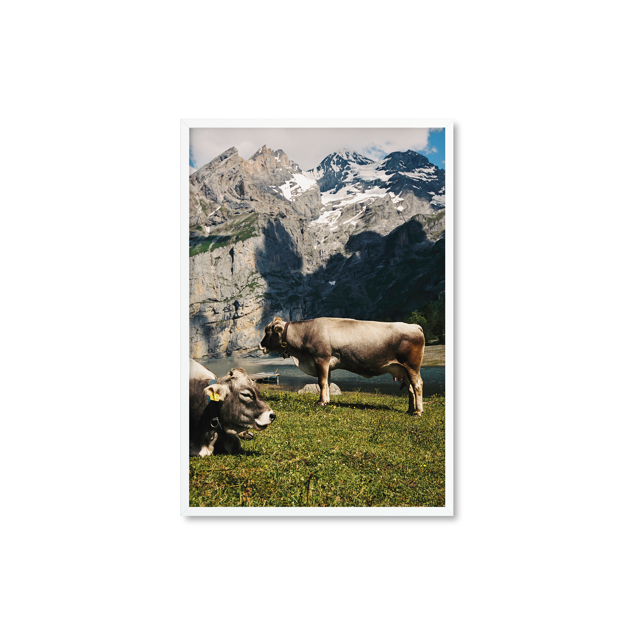 Oeschinen Cows