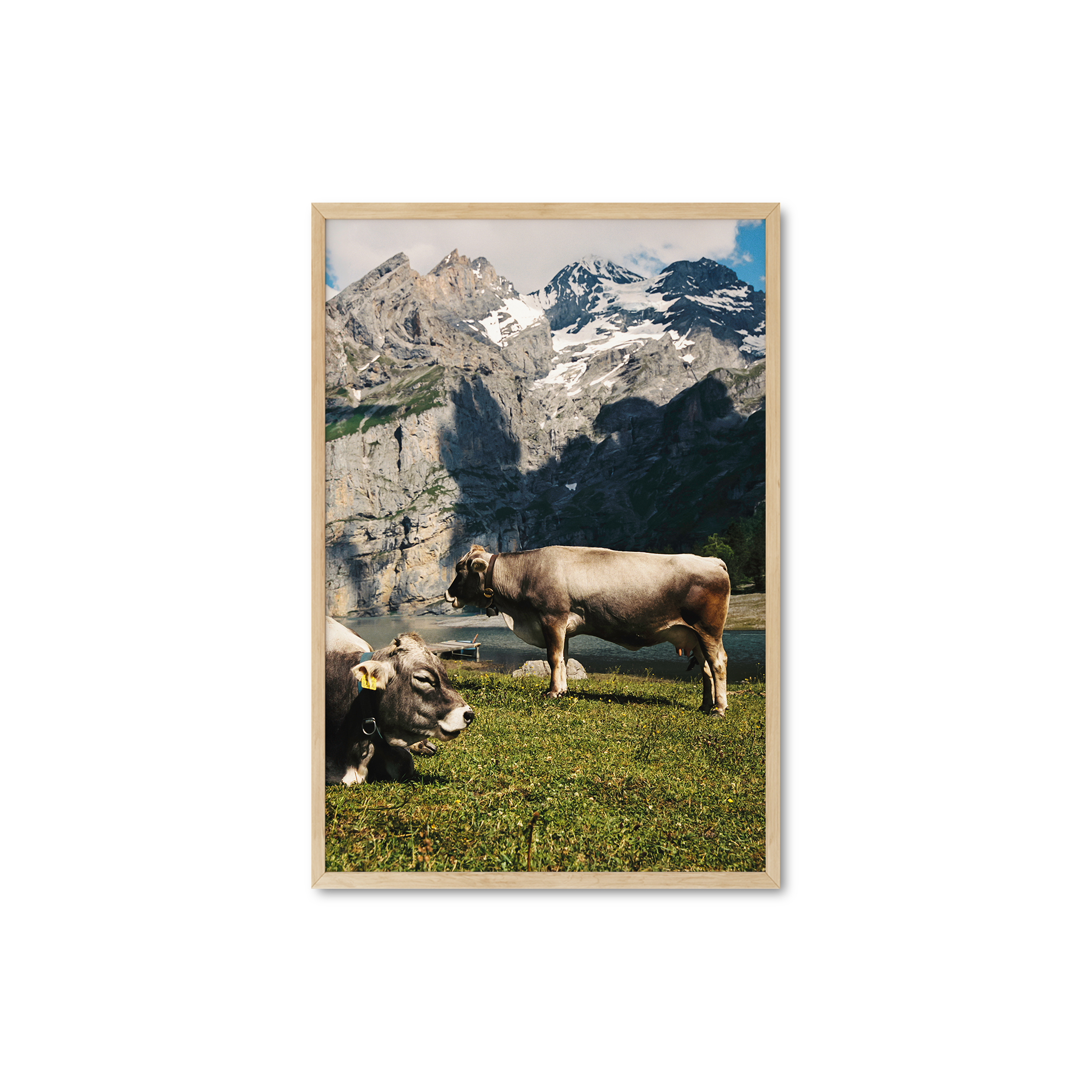 Oeschinen Cows