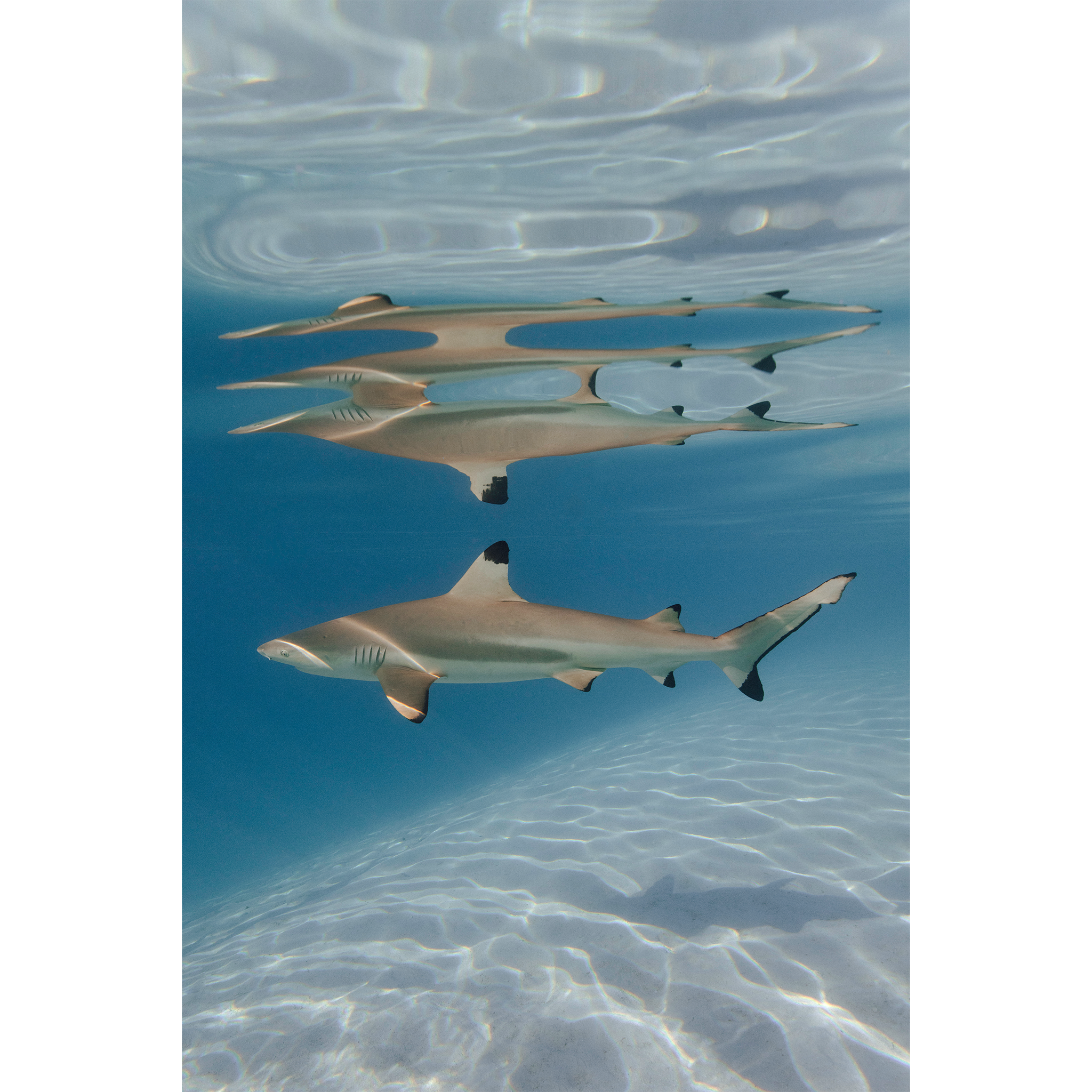 Black tip mirror