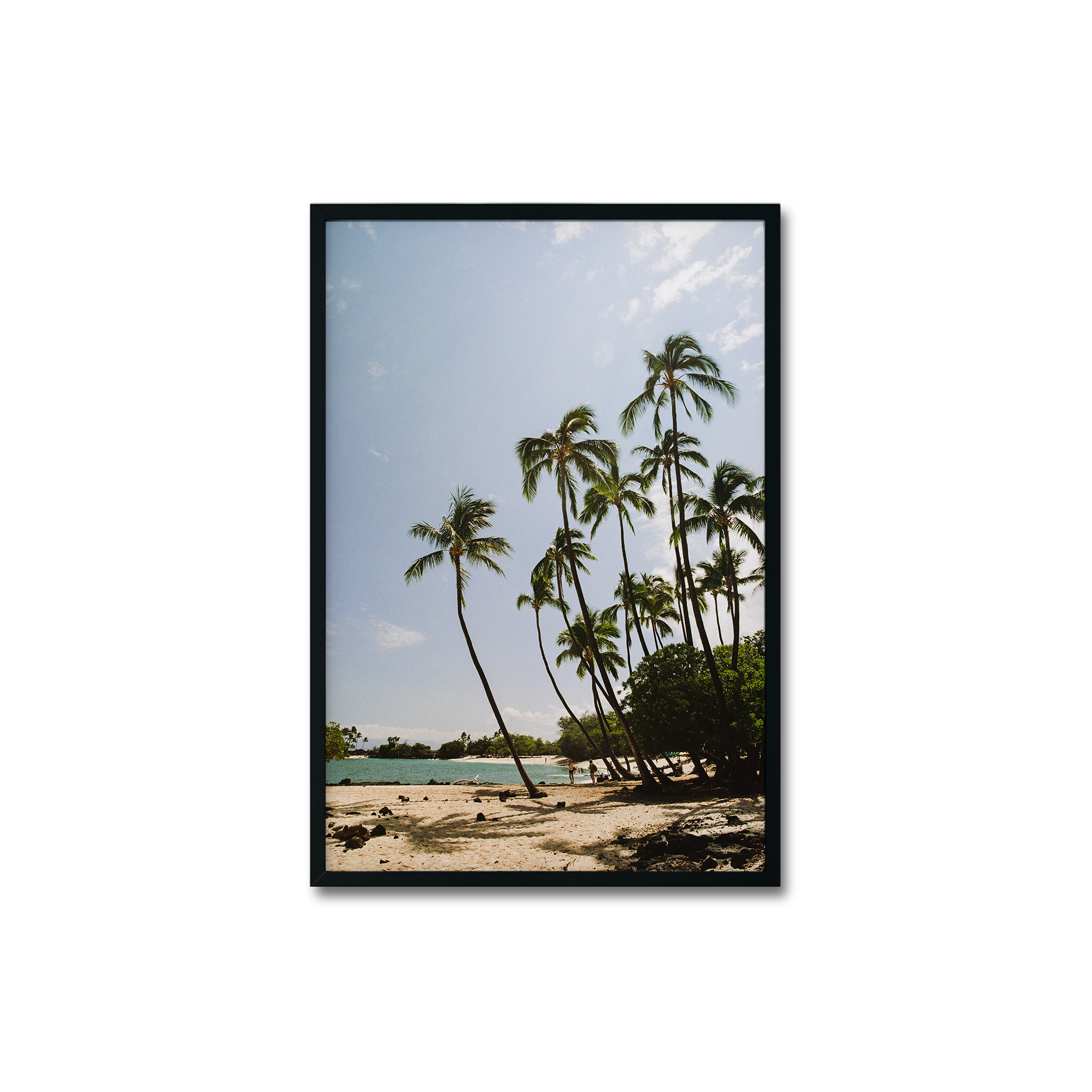 Lava Palms