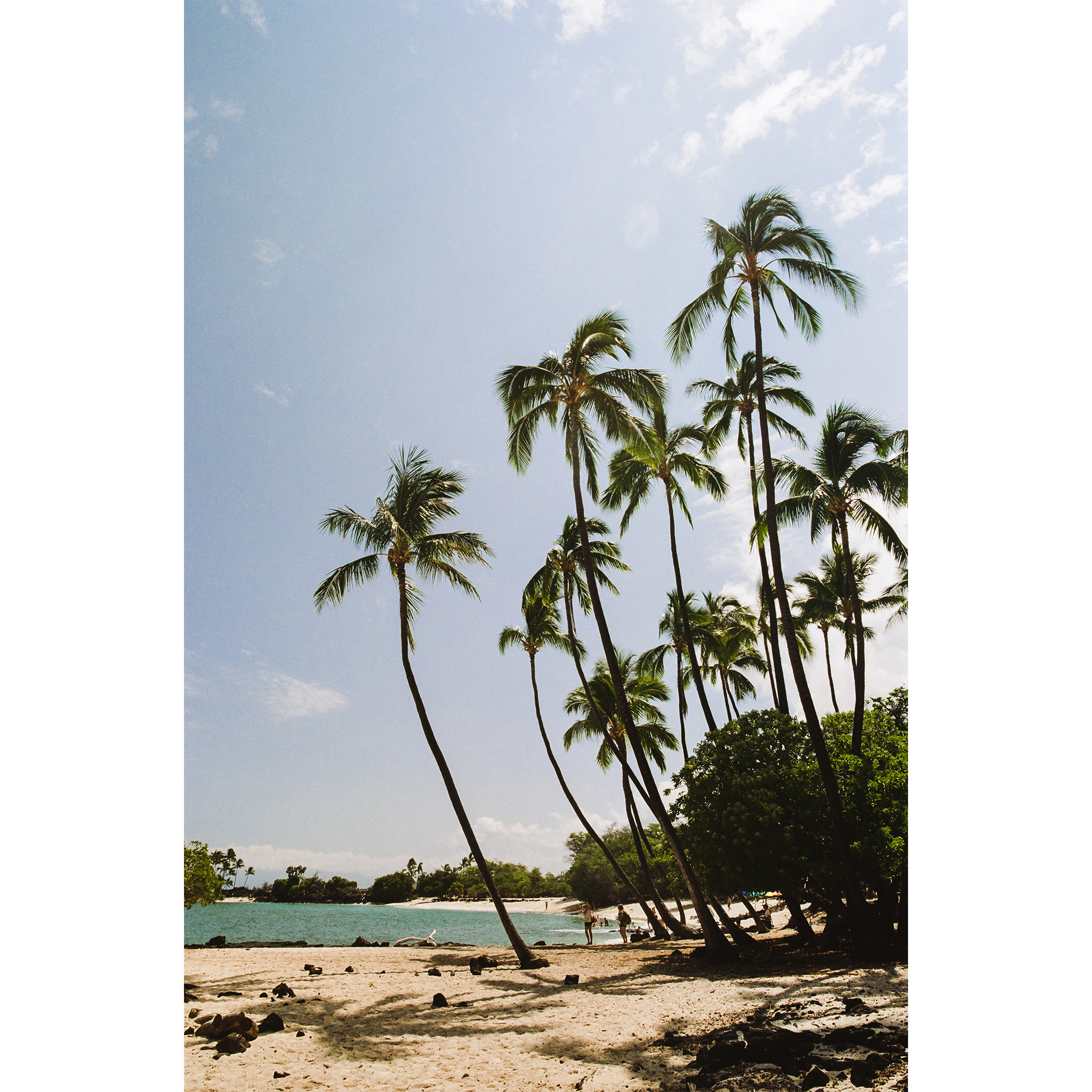 Lava Palms