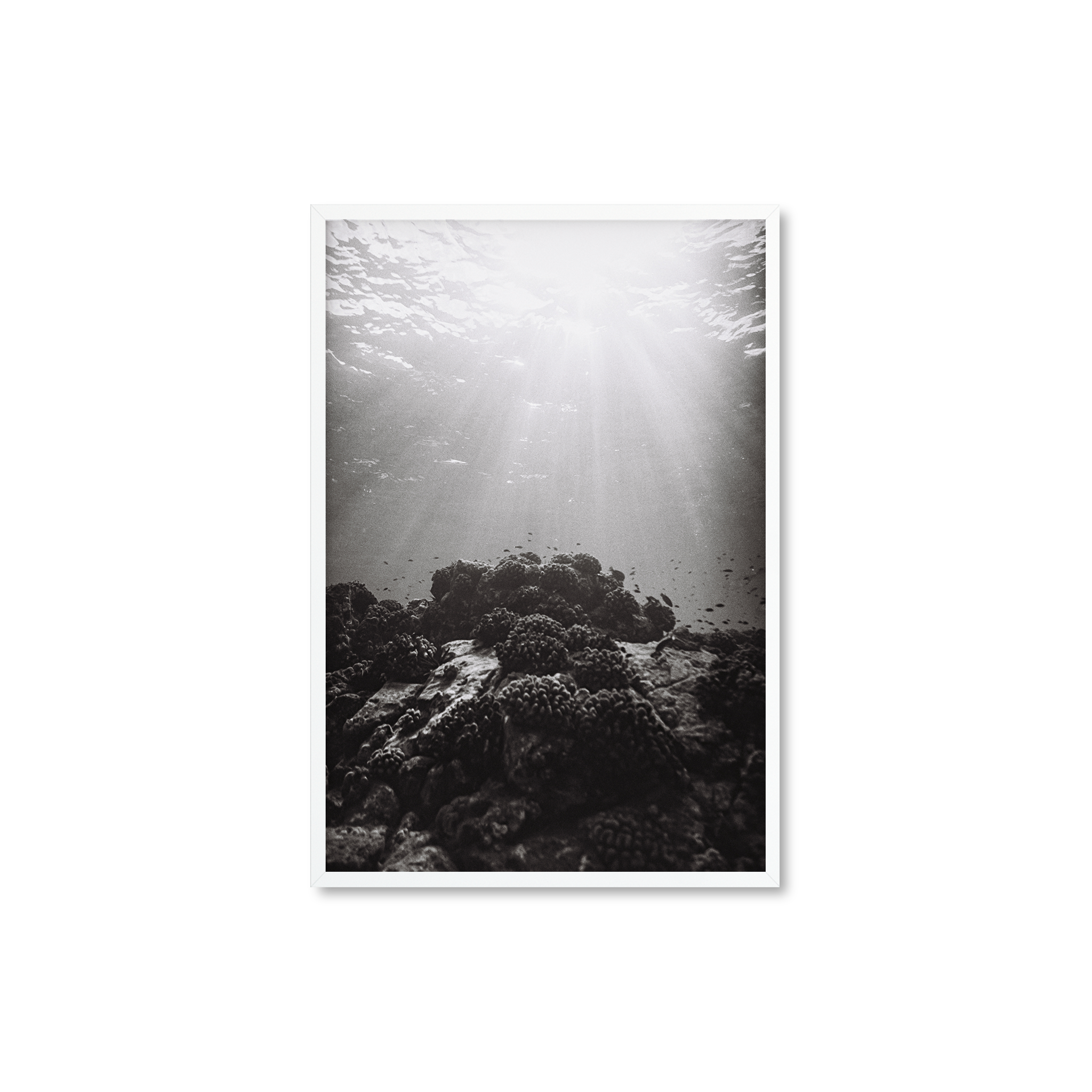 Monochrome Reef