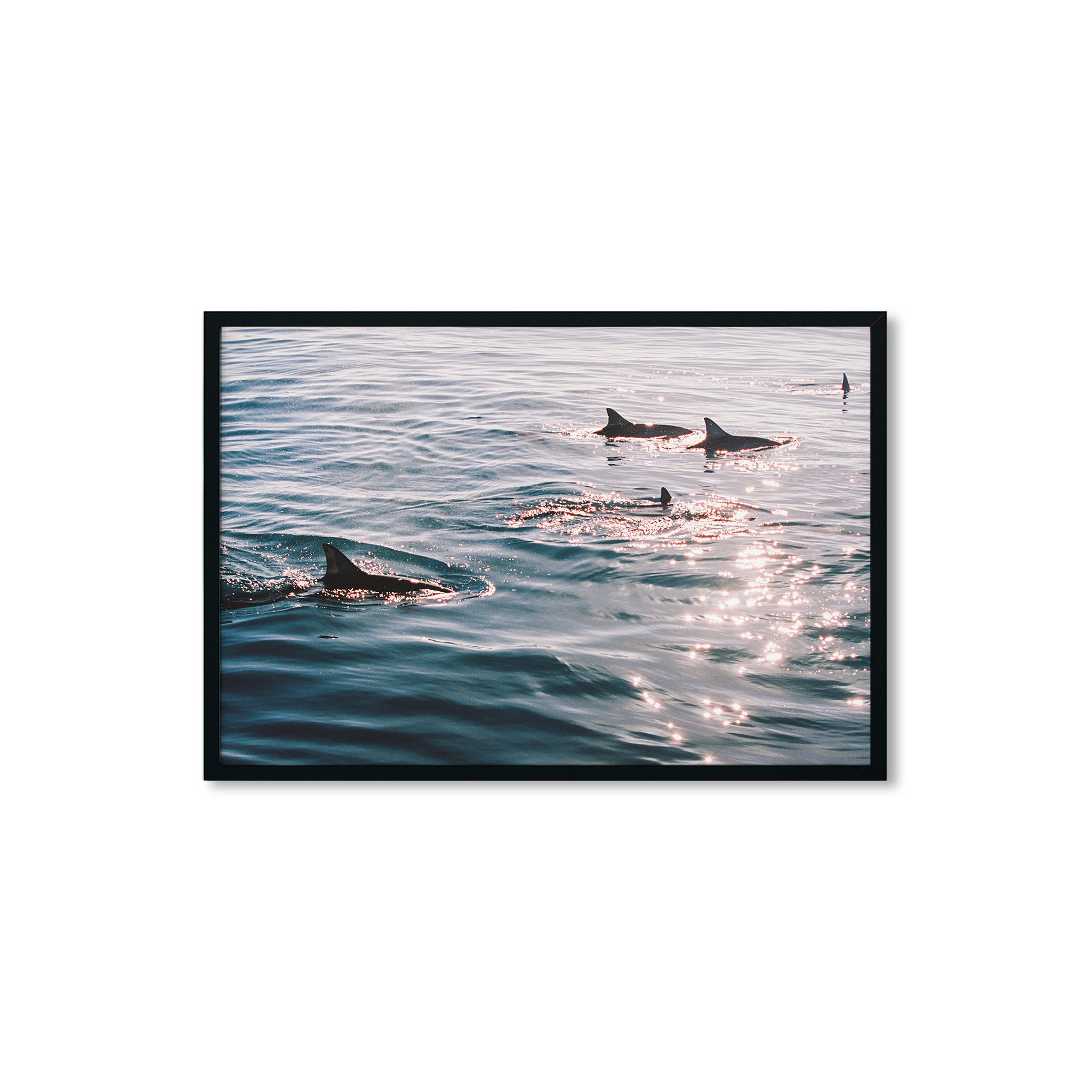 Sunlit Dolphins