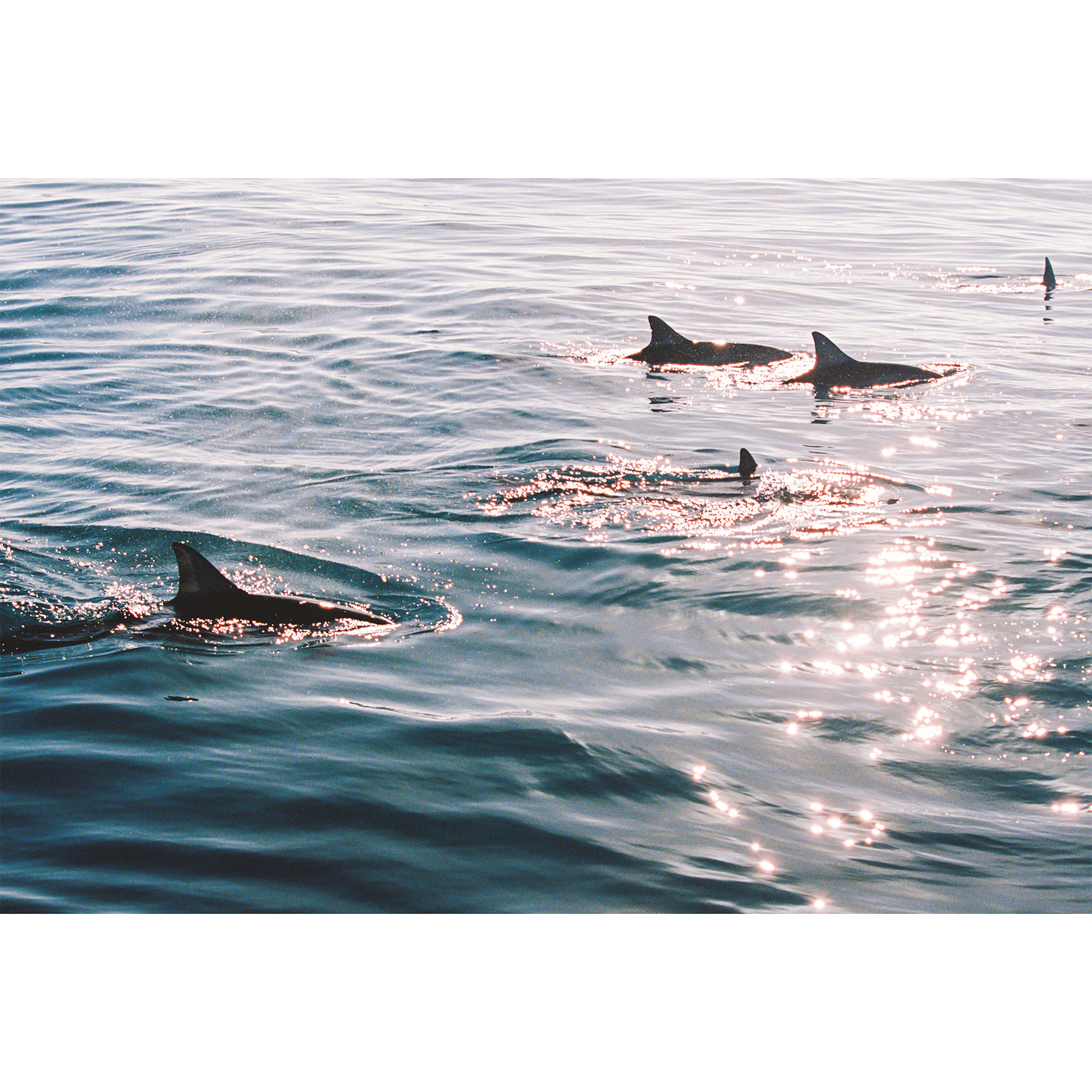 Sunlit Dolphins