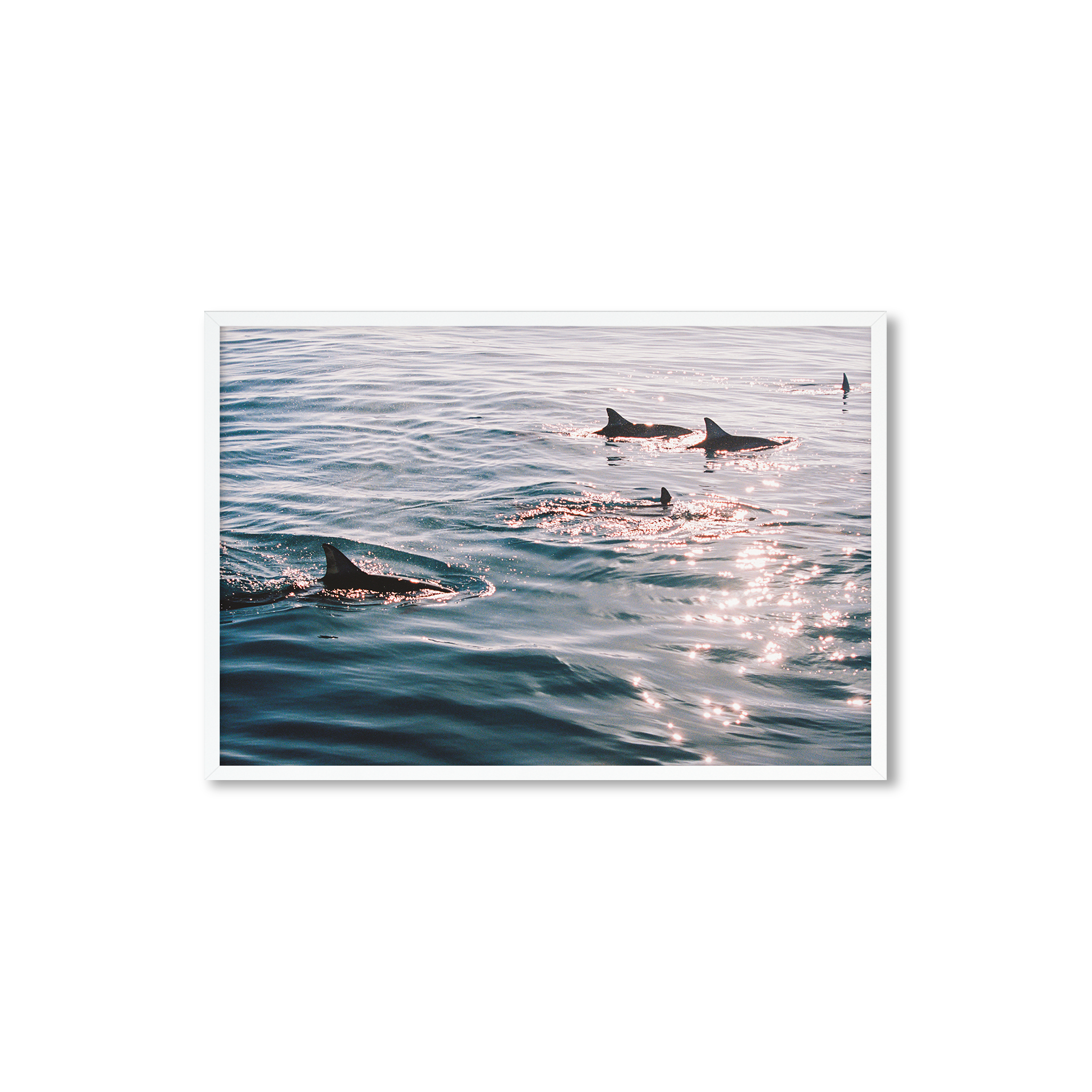 Sunlit Dolphins