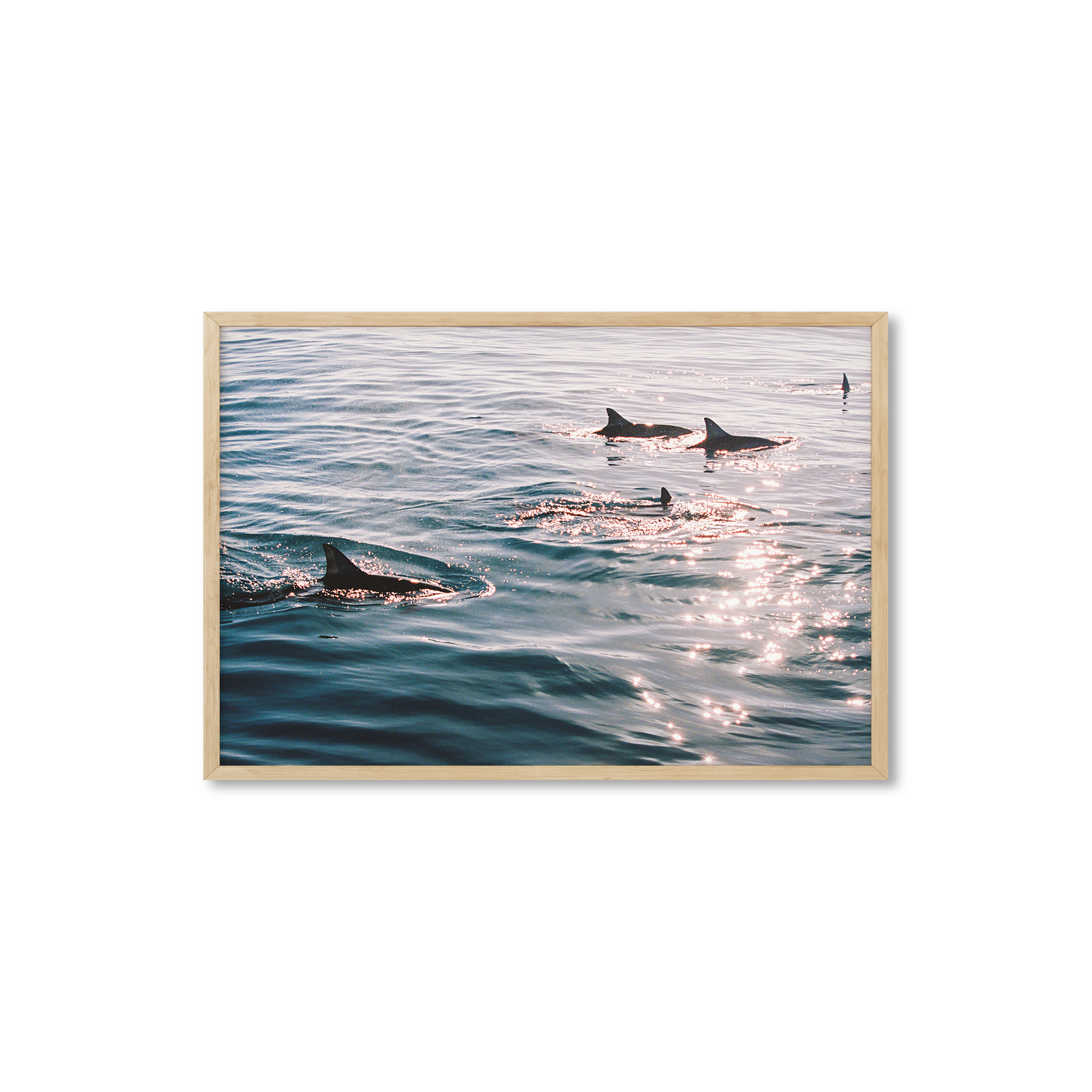 Sunlit Dolphins