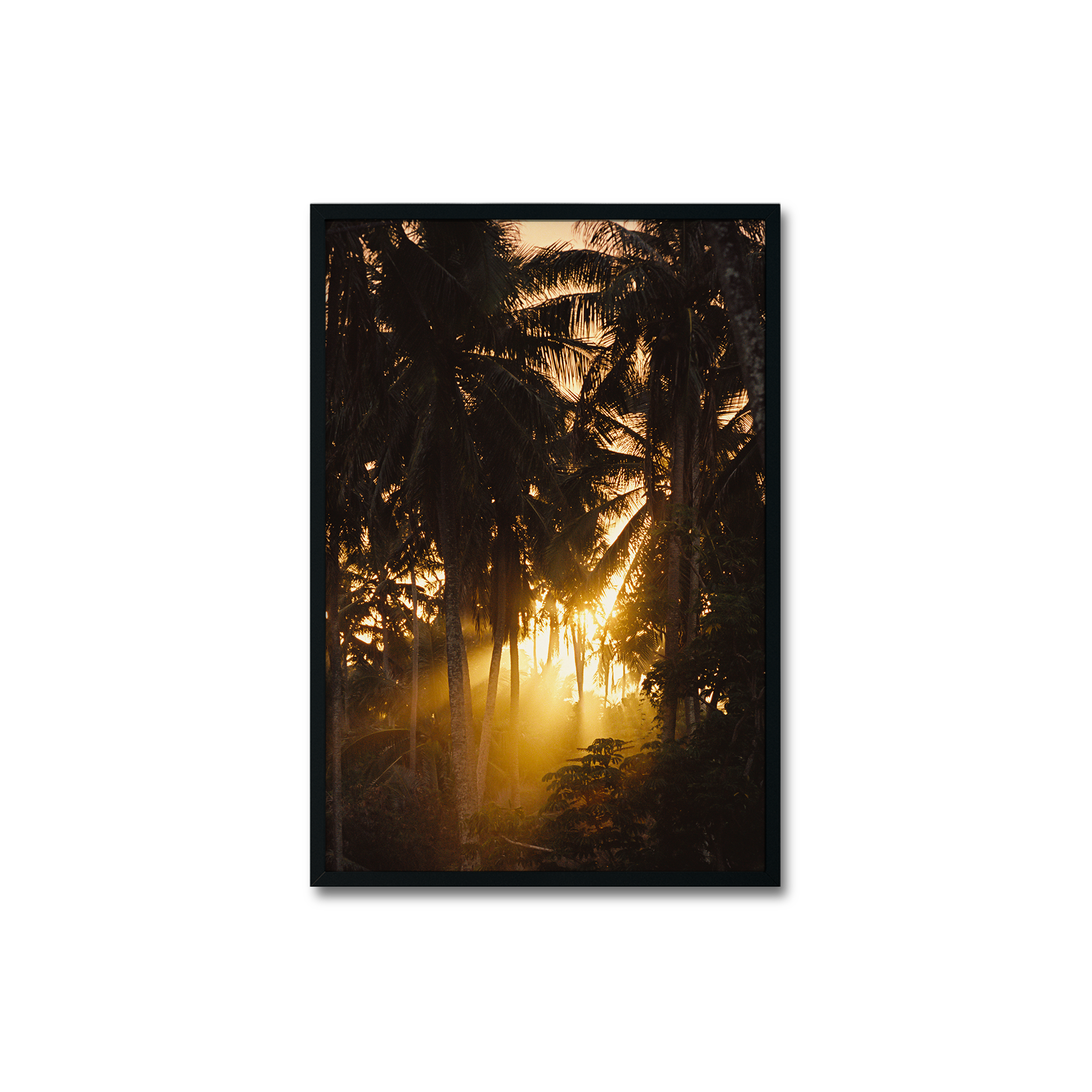 Sunset Palms