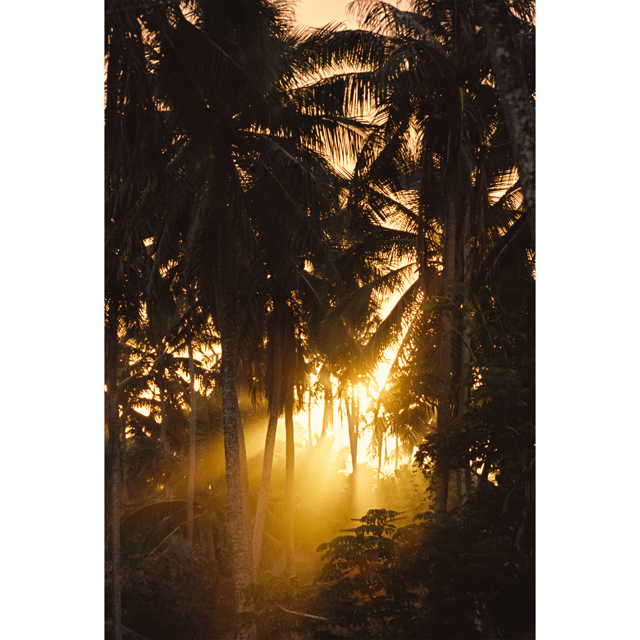 Sunset Palms