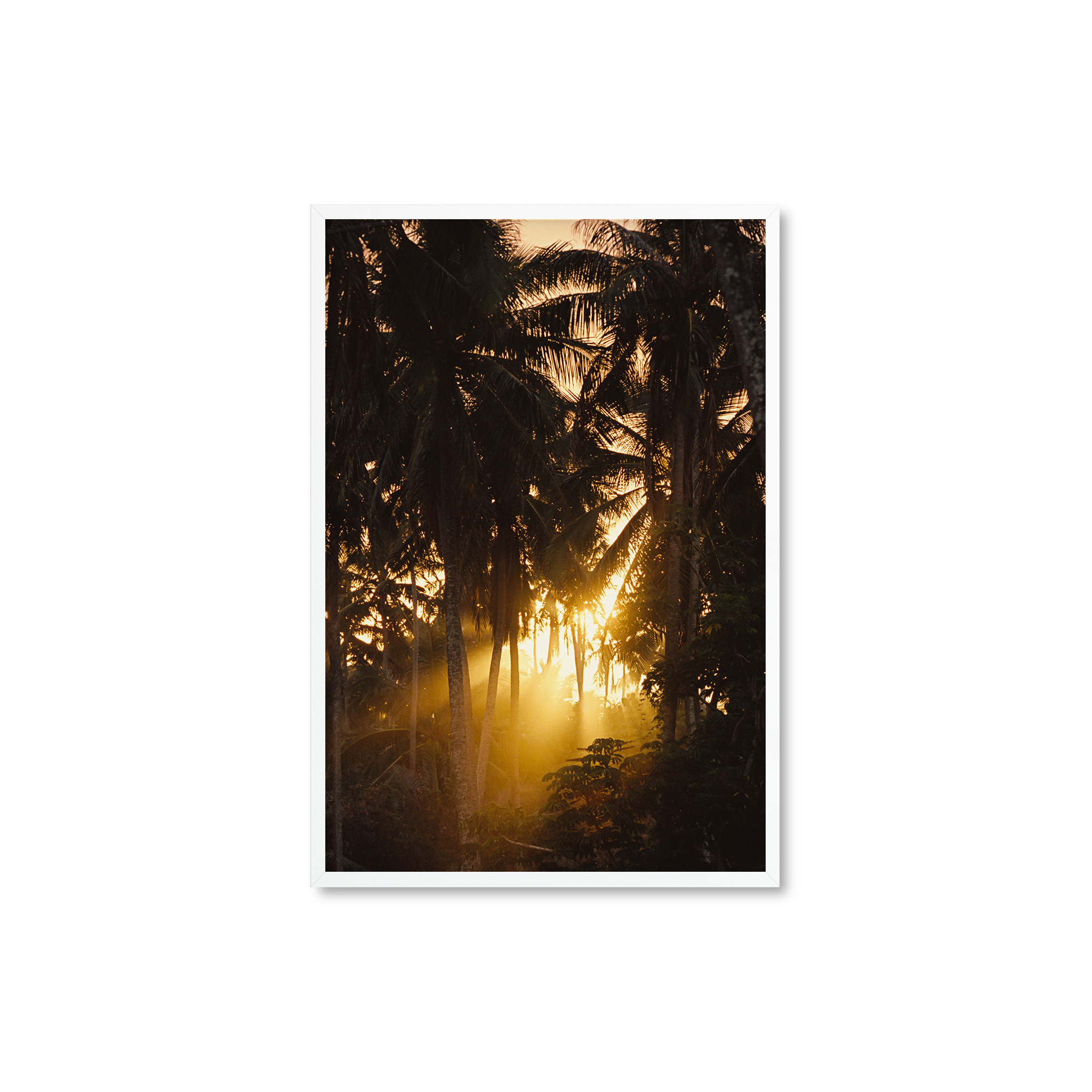 Sunset Palms