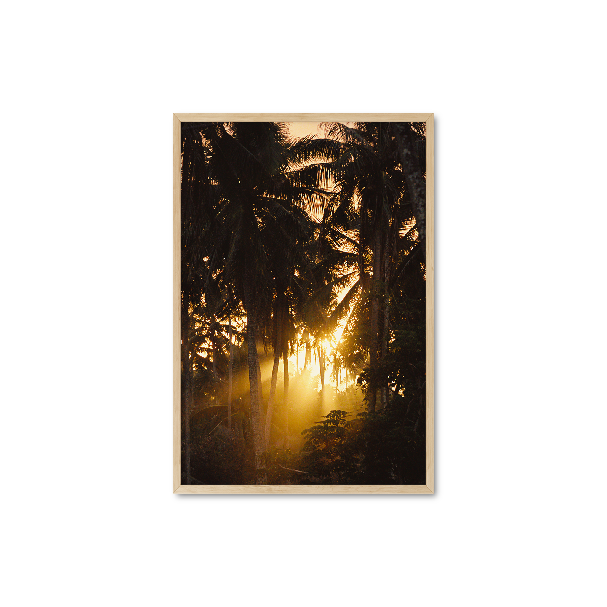 Sunset Palms